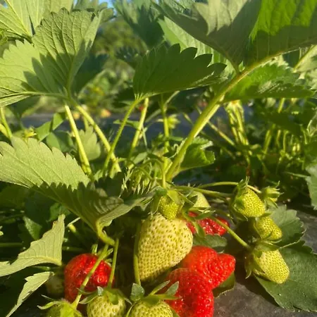 Bio Podgorica